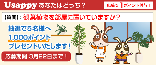 Usappyあなたはどっち？　観葉植物を部屋に置いていますか？